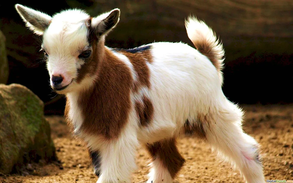 Girgentana goat