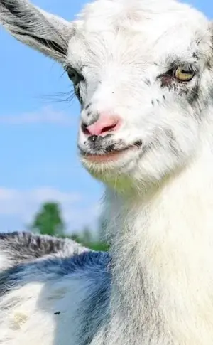 Goat goat goat kid