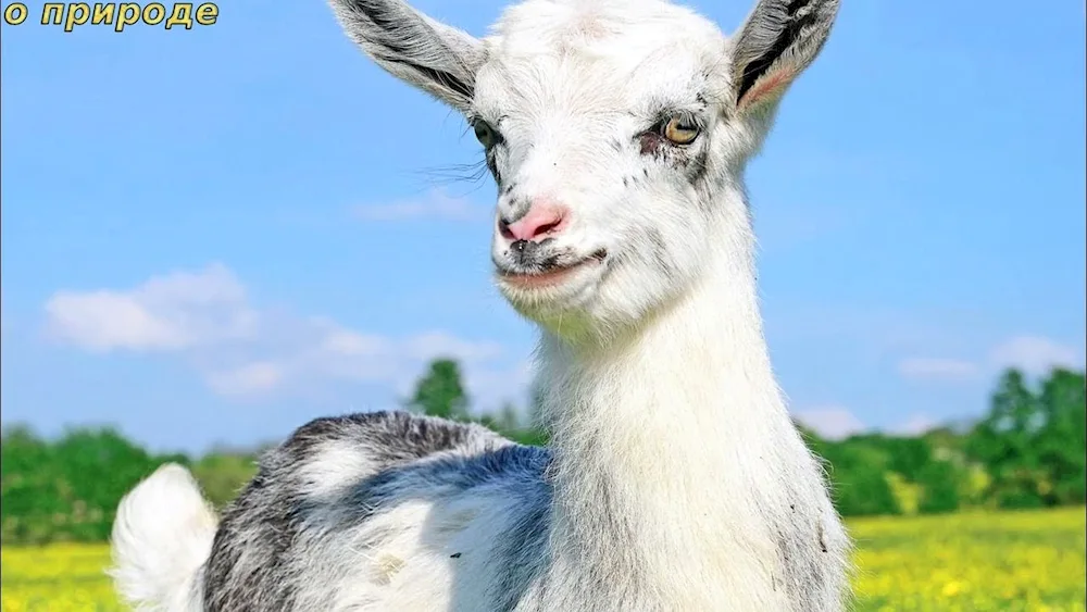Goat goat goat kid