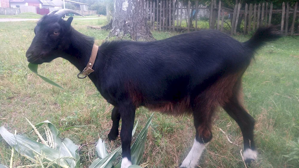 Lamancha goat black