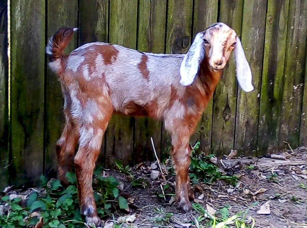 Nubian goat