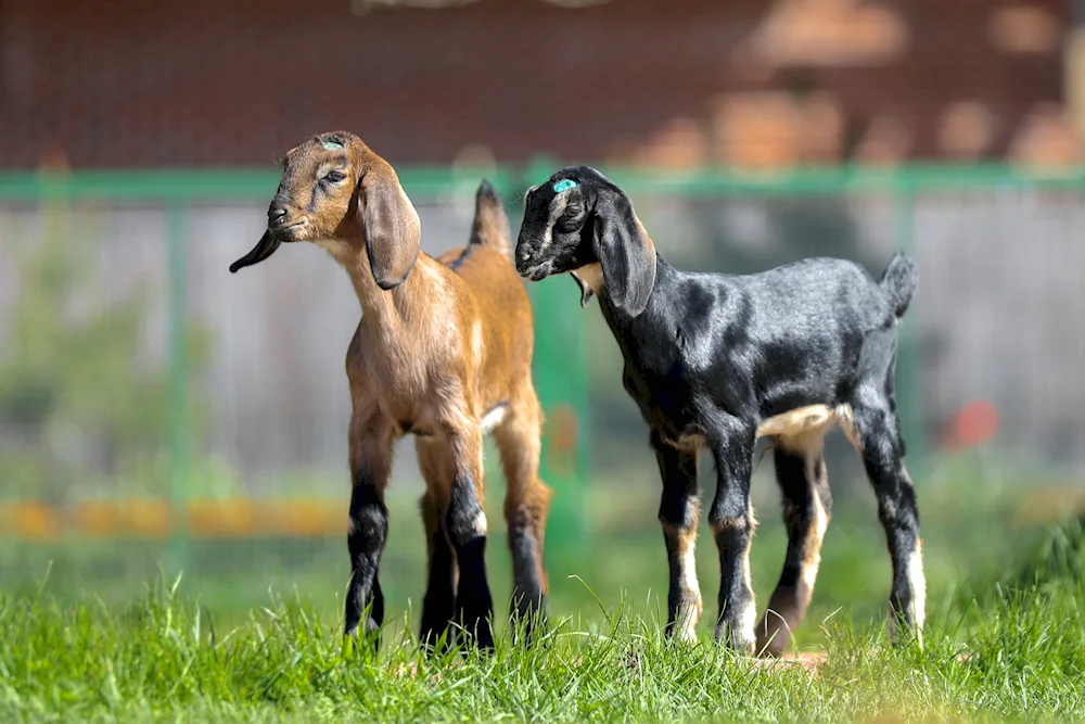 Anglo- Nubian goat