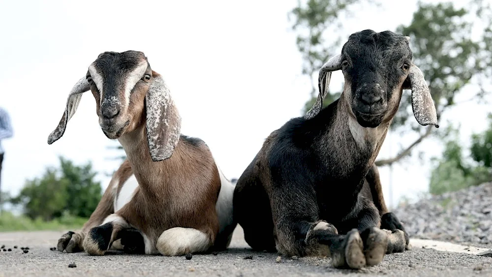 Ancona sheep breed