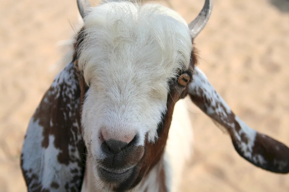 Nubian goat