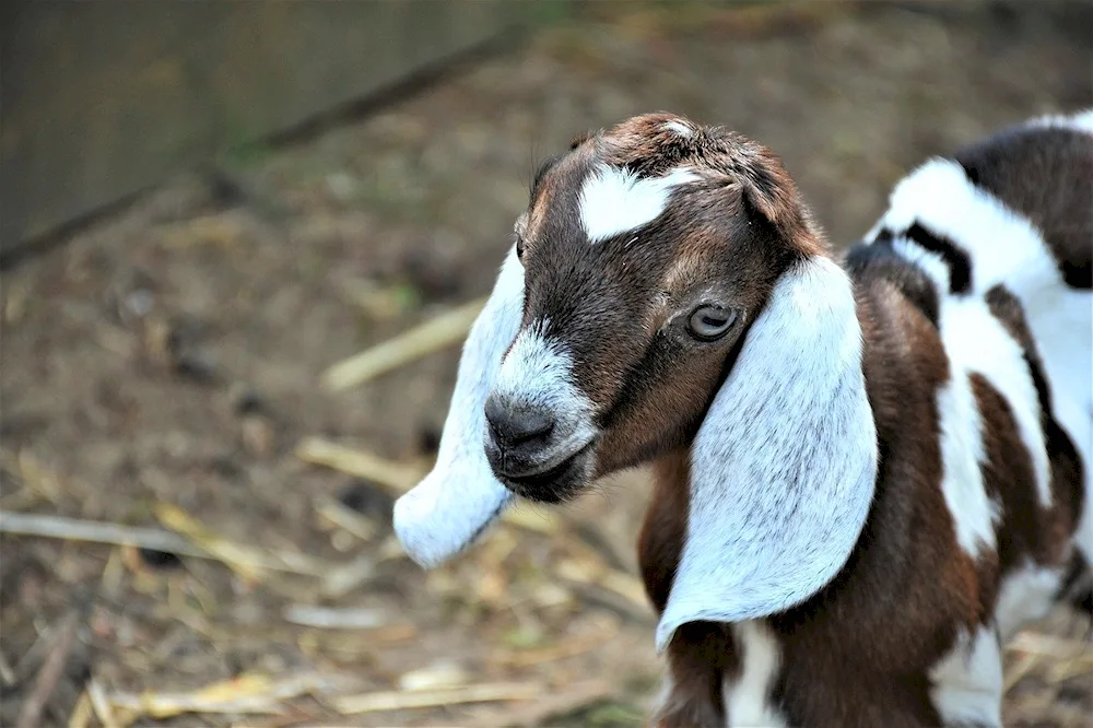 Nubian goat