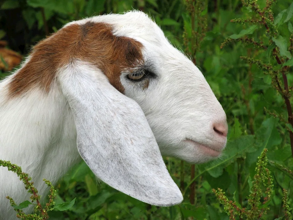 Nubian goat breed