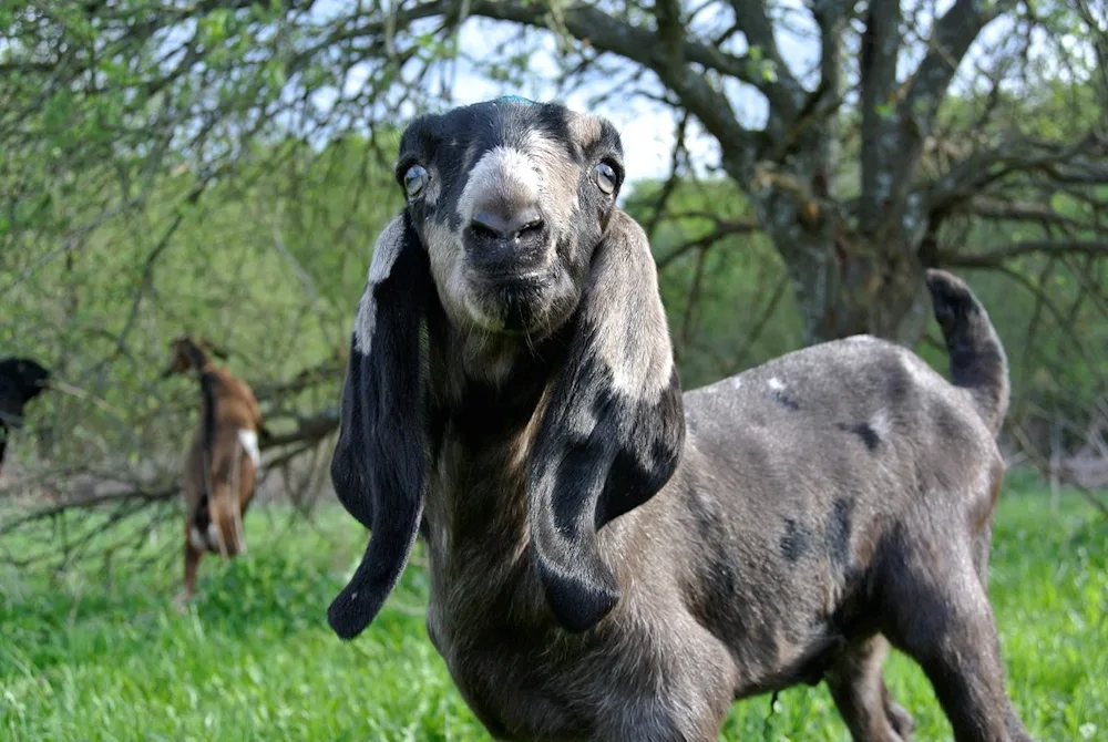 Nubian goat