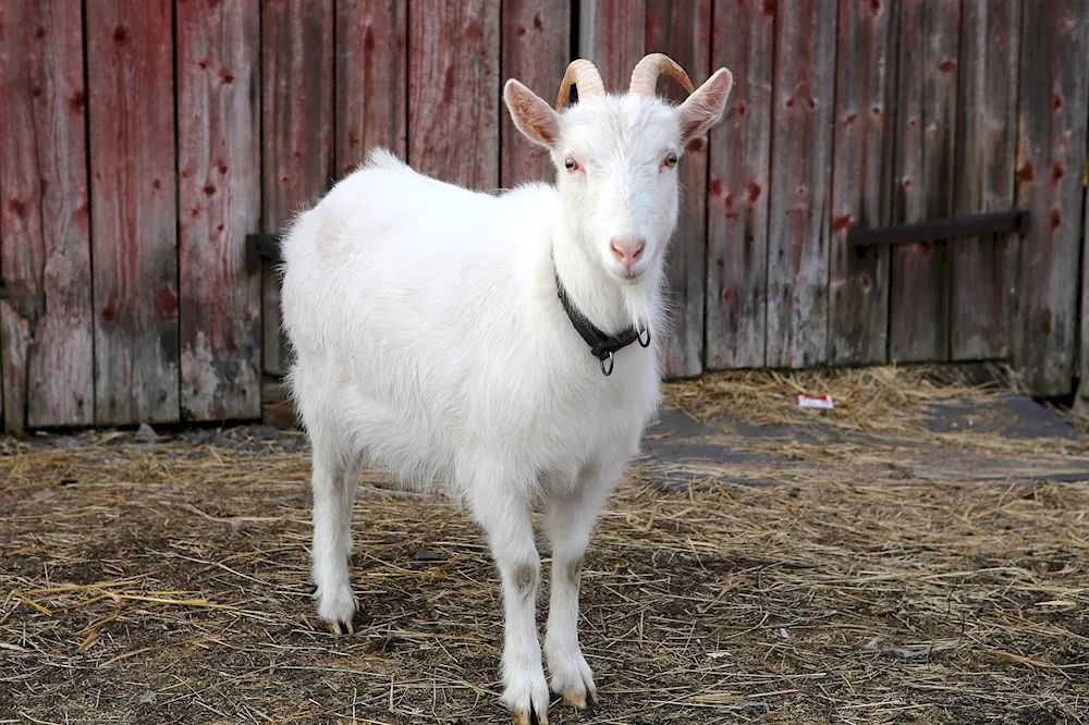 Hijazi goat breed