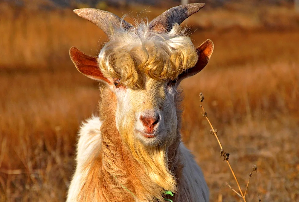 Curly Sheep