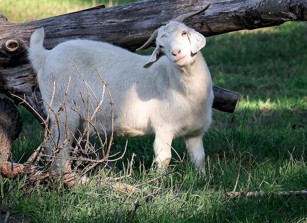 Nubian lop goat