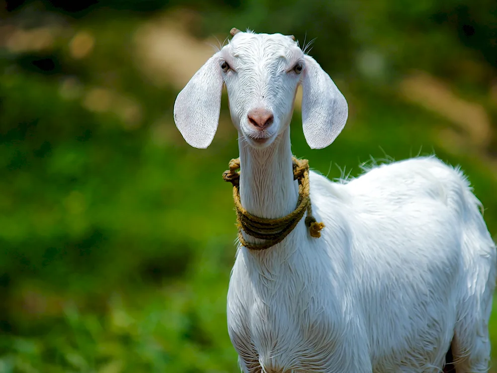 Nubian lop goat