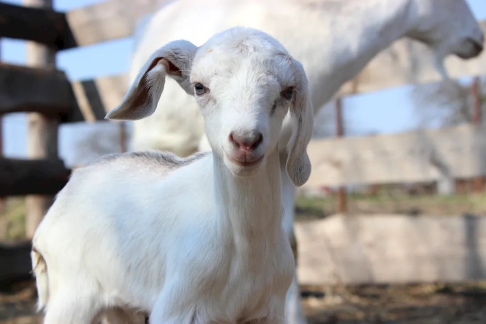 Nubian goat