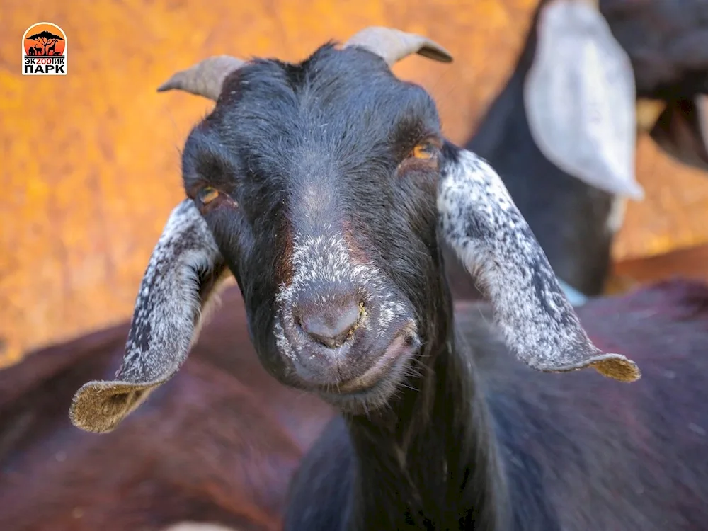 Nubian goats