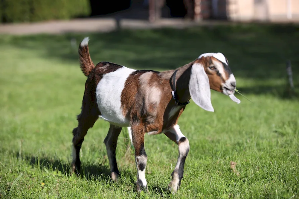 Pets with horns