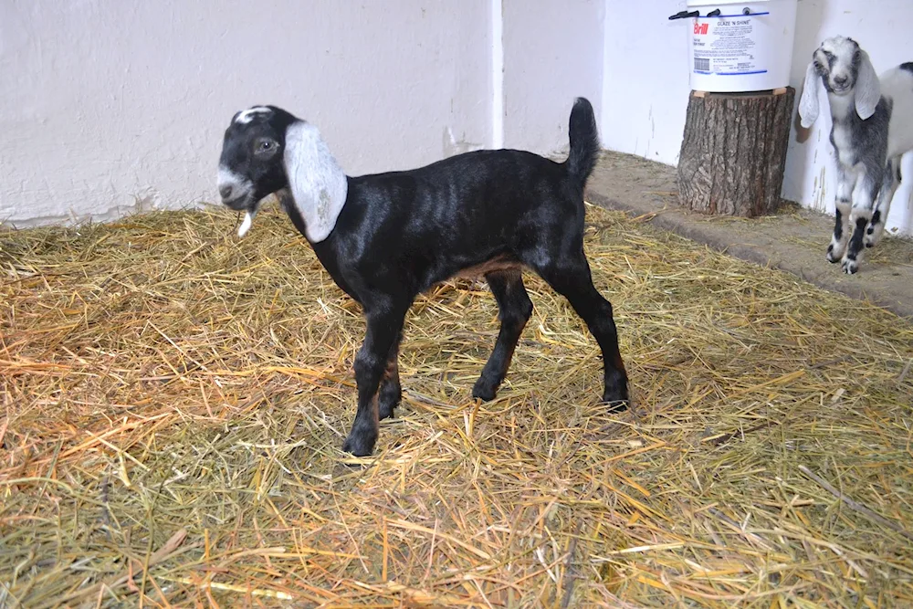 Alpo-Nubian goats