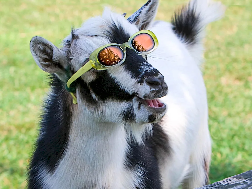 Funny goat