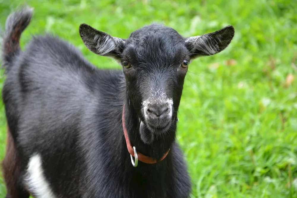 Kamori goat. Nubian