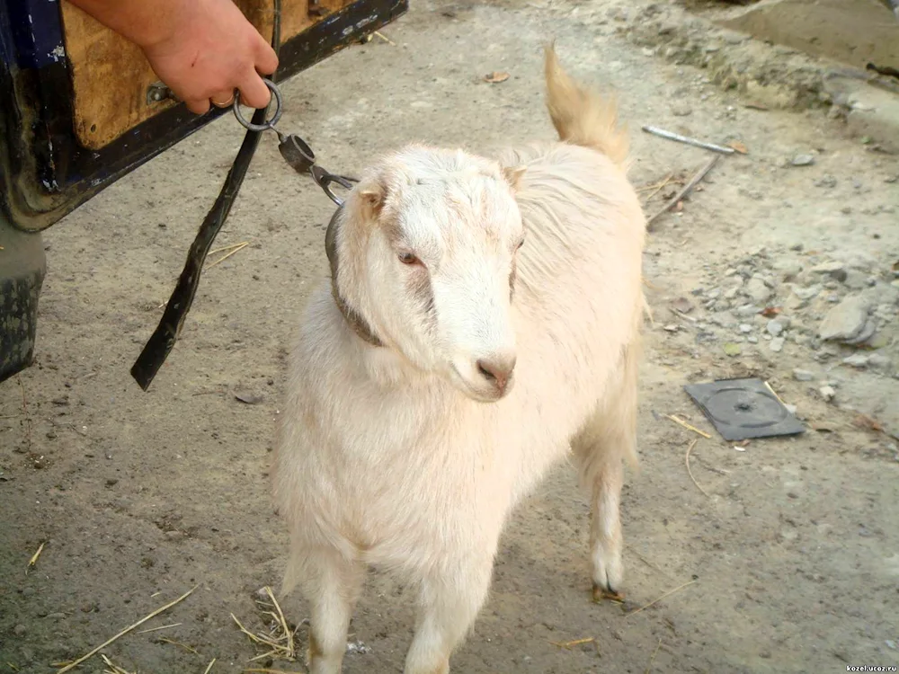 goatsLamancha