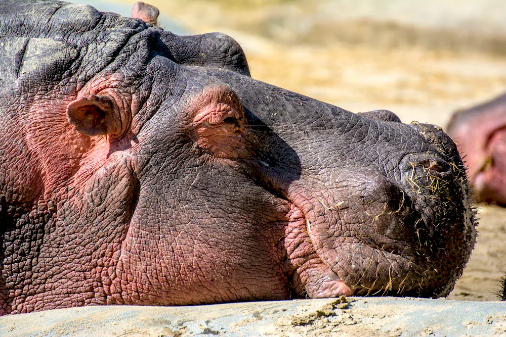 Hippopotamus amphibius