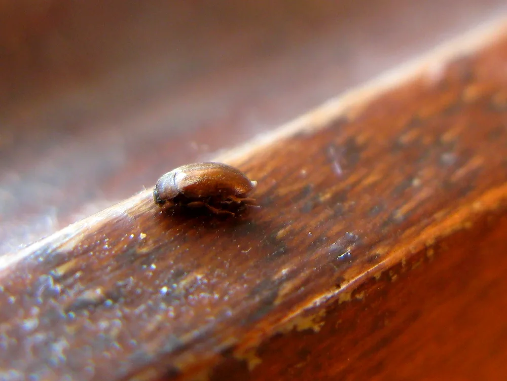 Weevil beetles in Grits