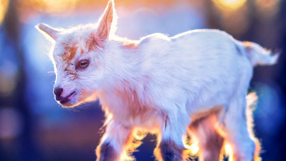 Cameroon pygmy goats