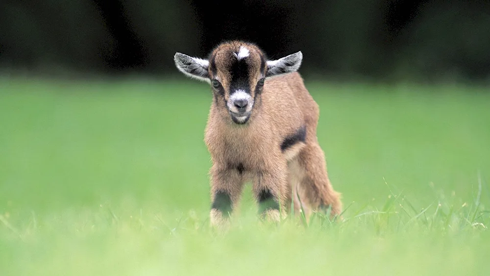 Cute goats