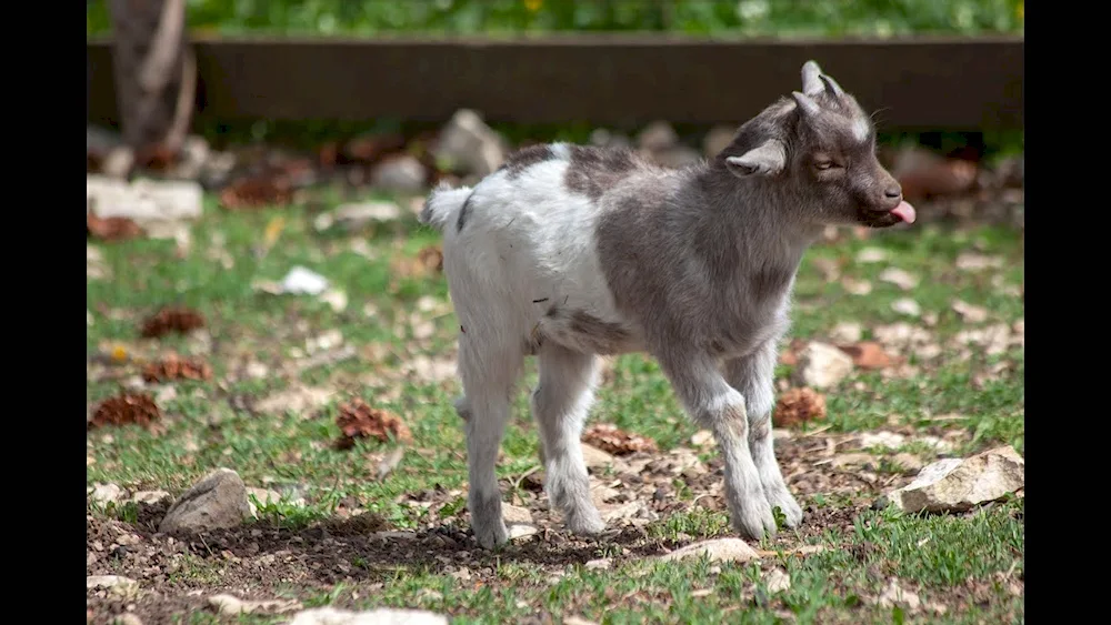 White Zaanen goat