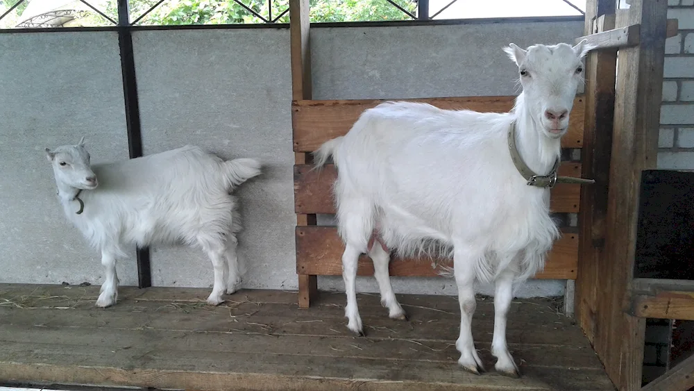 Lamancha goats