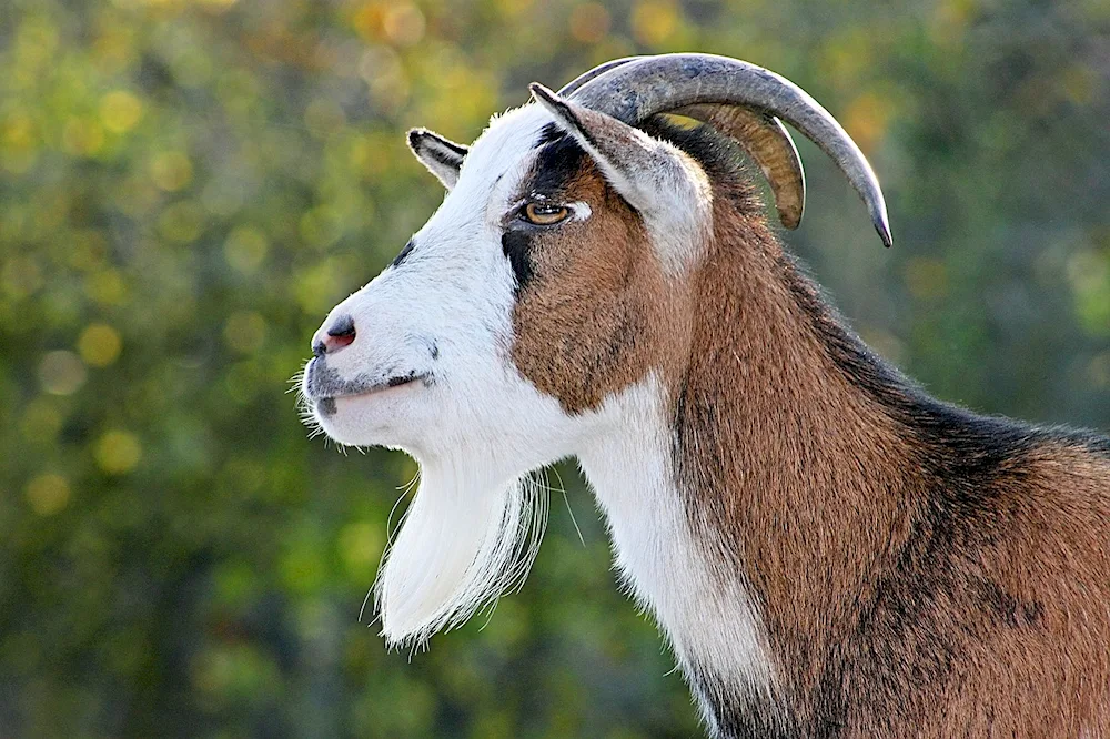 African Pygmy goat goatee