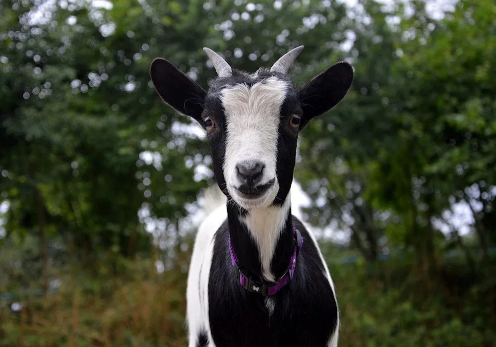 Black and white goat breed Barbary