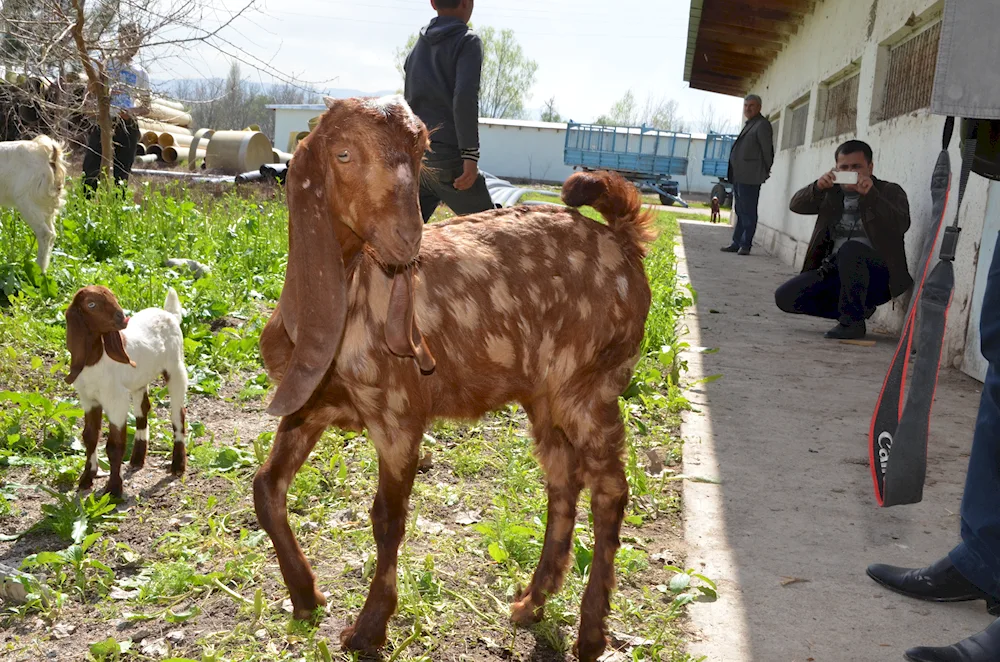 Nubian goats Camori