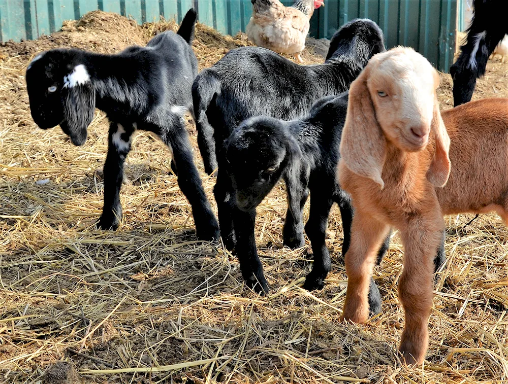 Nubian goats Camori