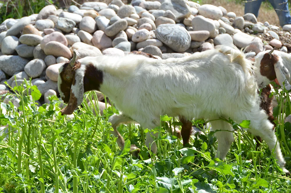 Alpo- Nubian goats