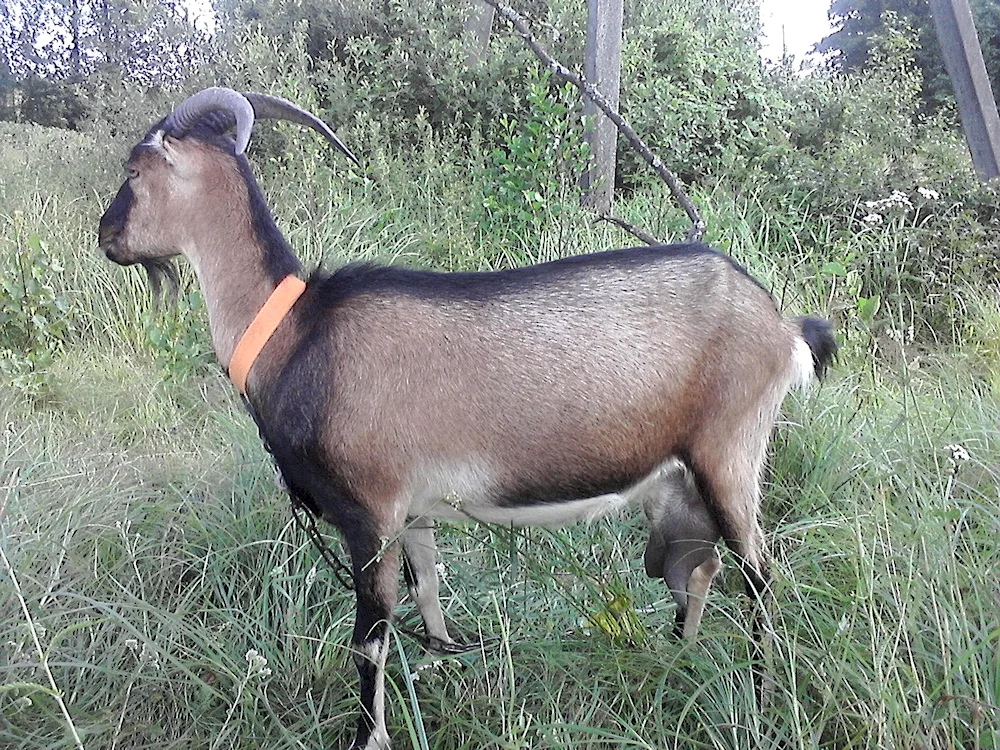 Lamancha