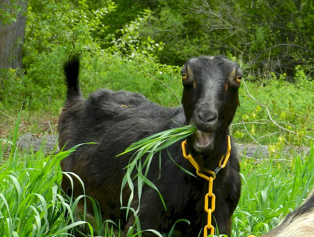 goatsAlpo. Nubian goats