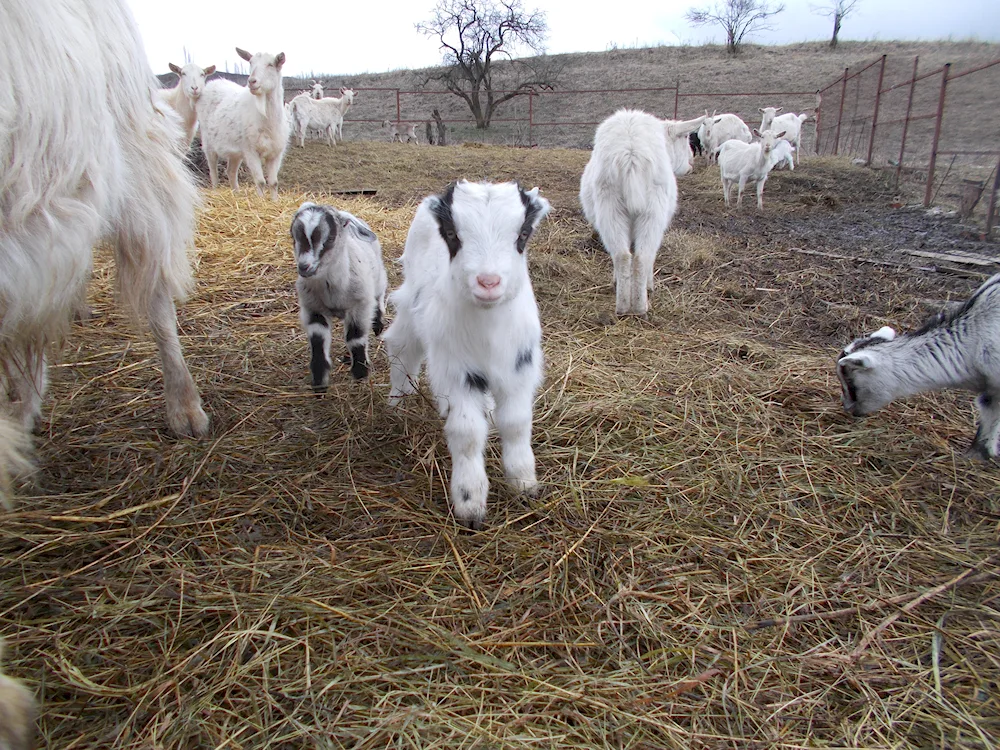 Lamancha goats