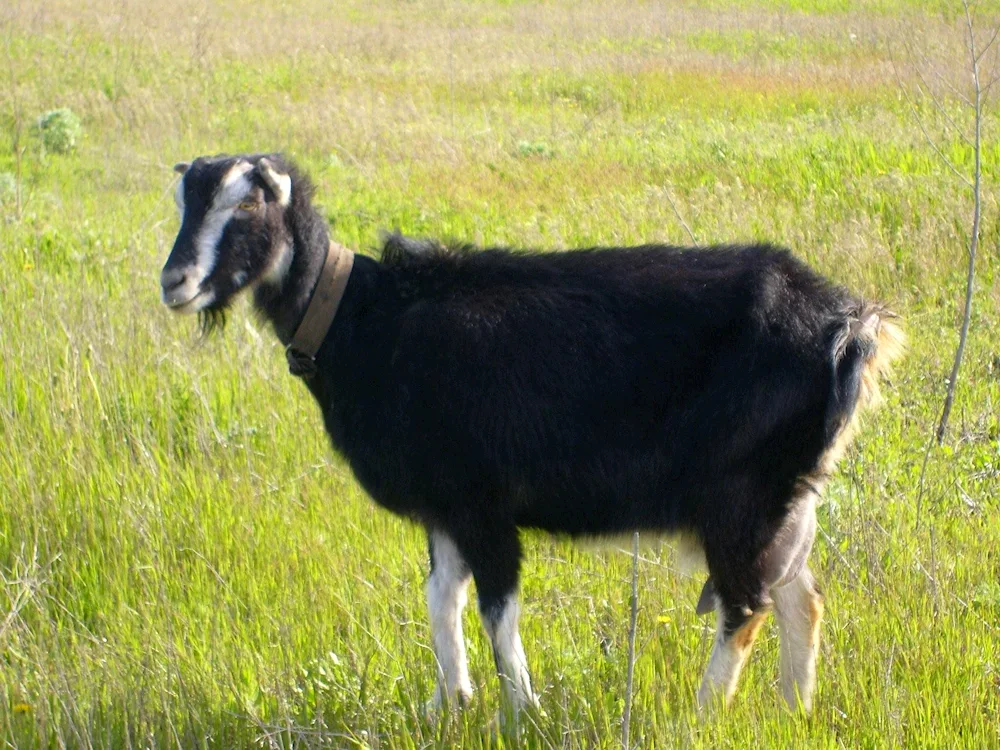 Zaanenese goat