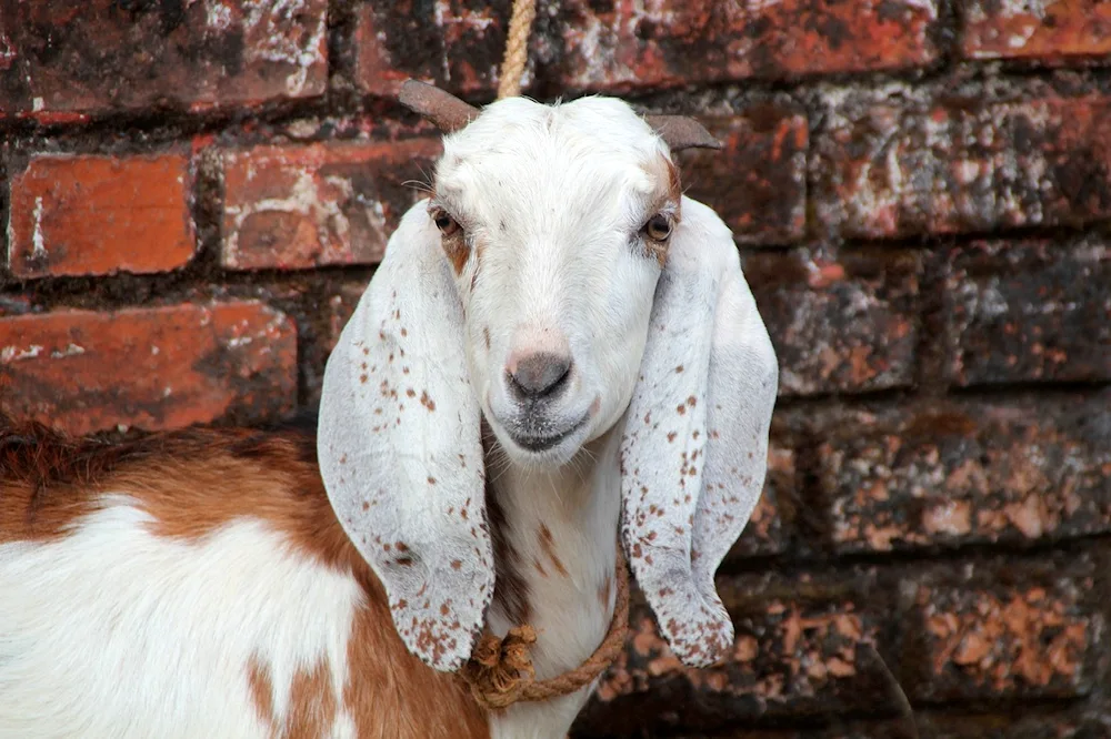 Angora goat breed