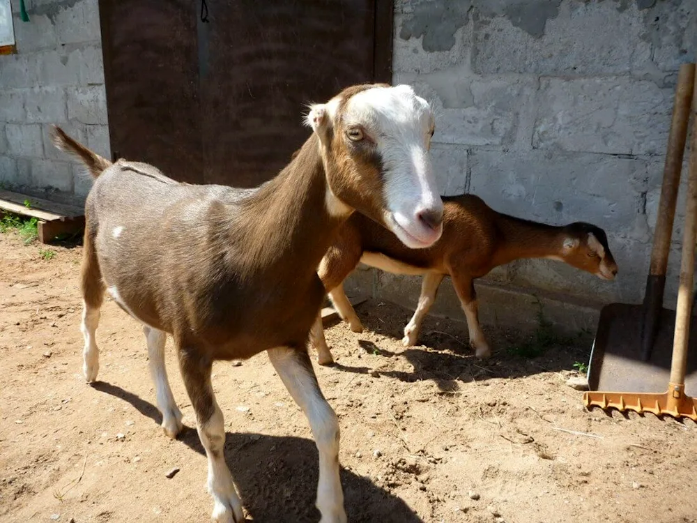 Lamancha goats