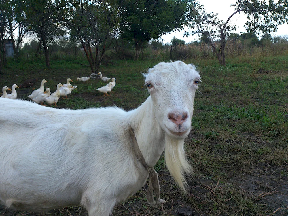 Lamancha goats