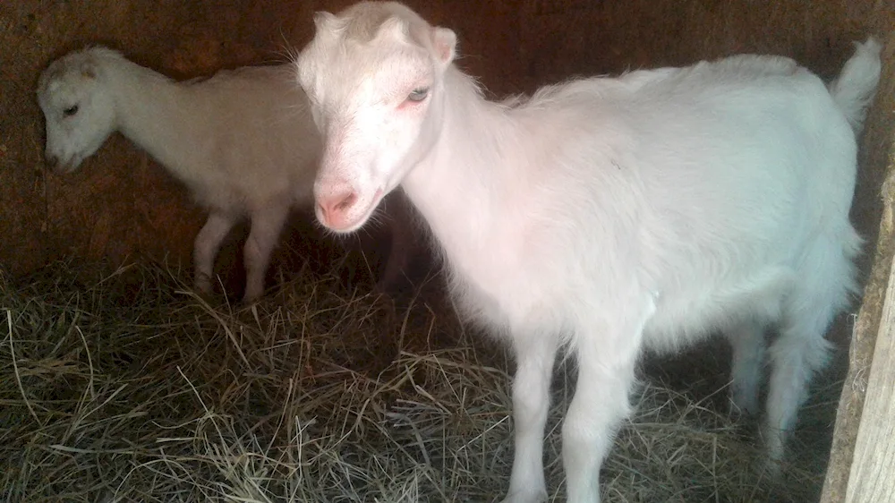 Lamancha goat breed