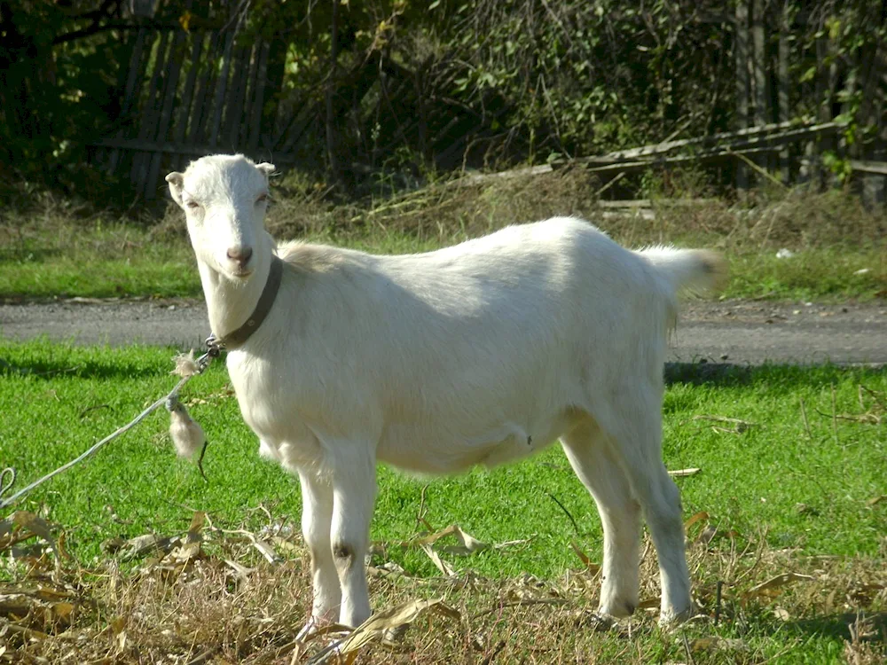 Lamancha goat breed