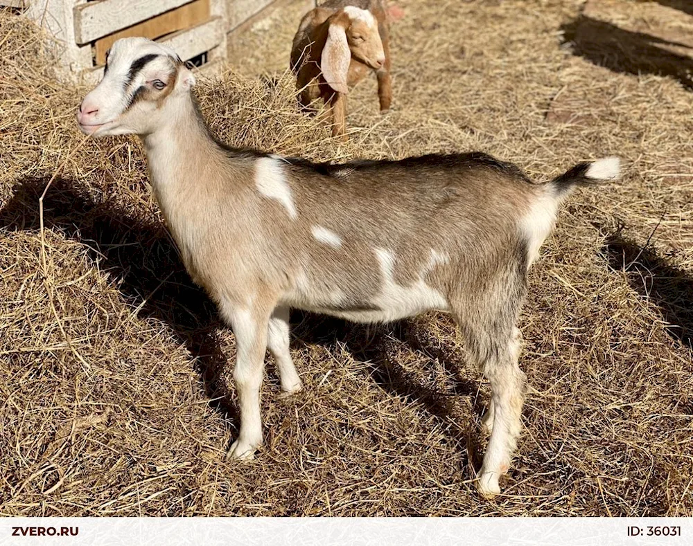 Lamancha goat breed