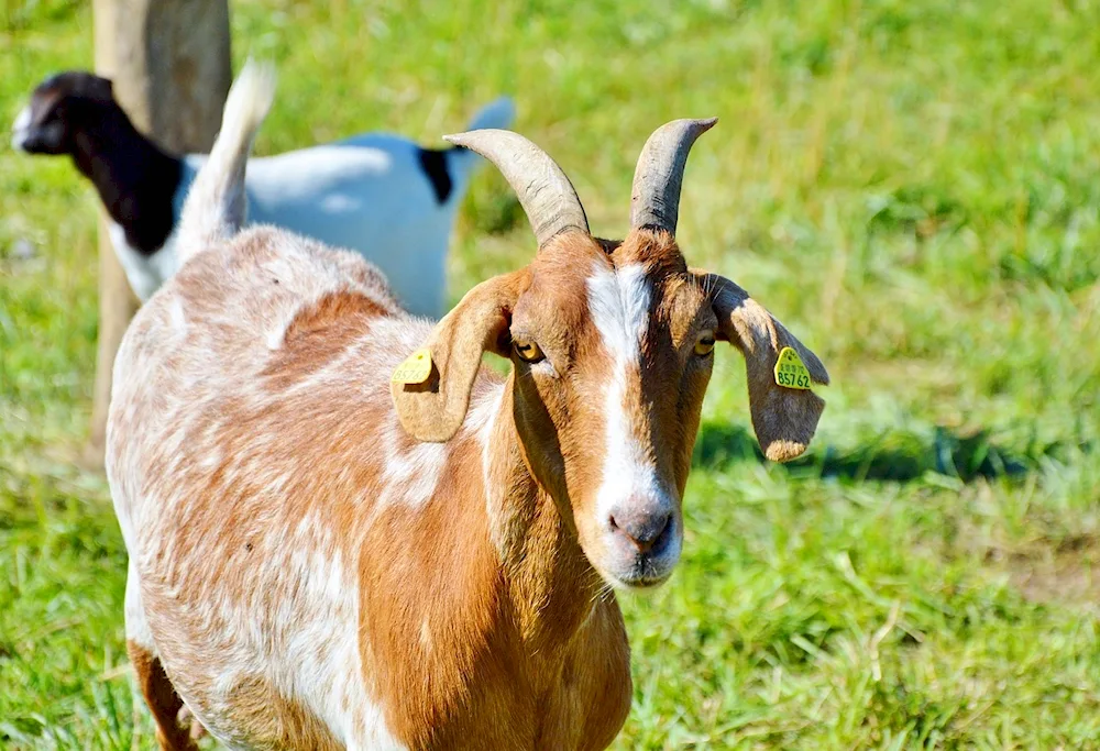 Barbari goats