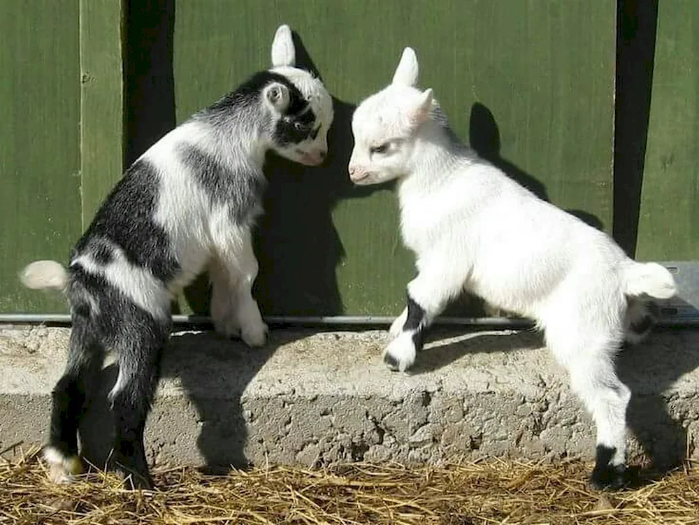 Toggenburg goat goat