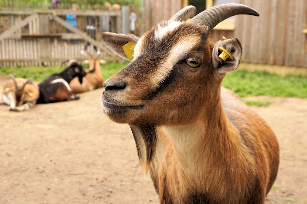 Barbari goat breed