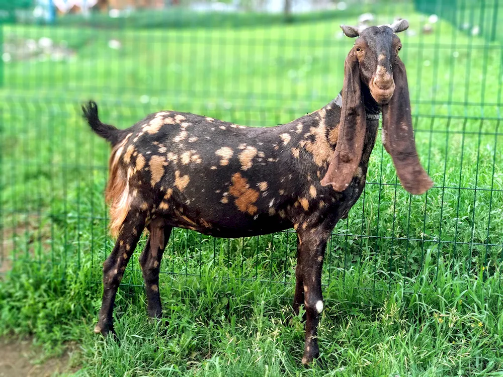 Nubian goats Camori