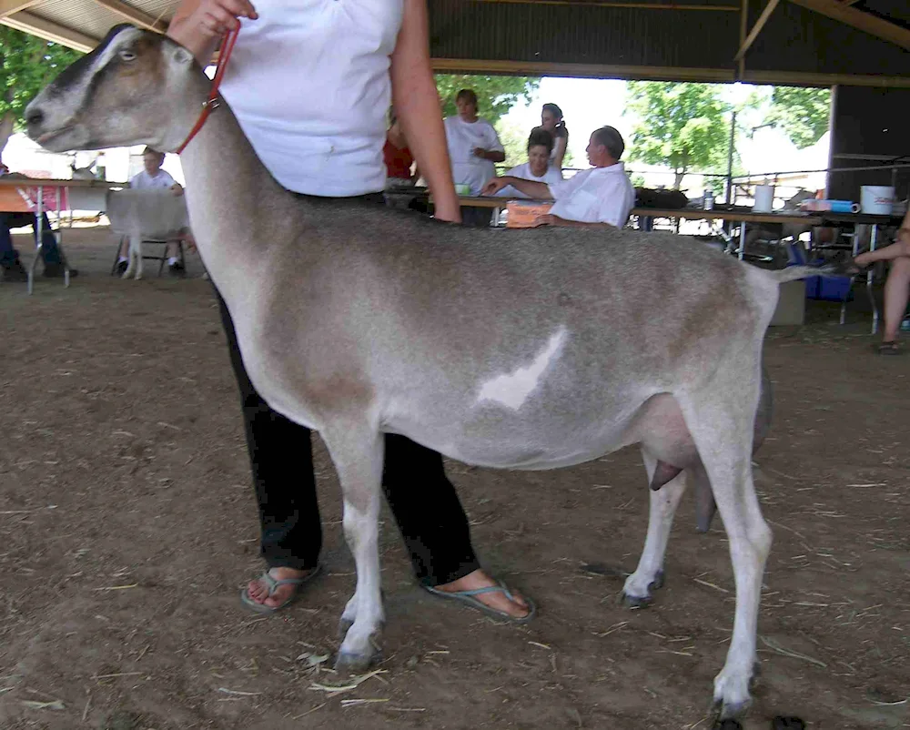 Lamancha goat breed