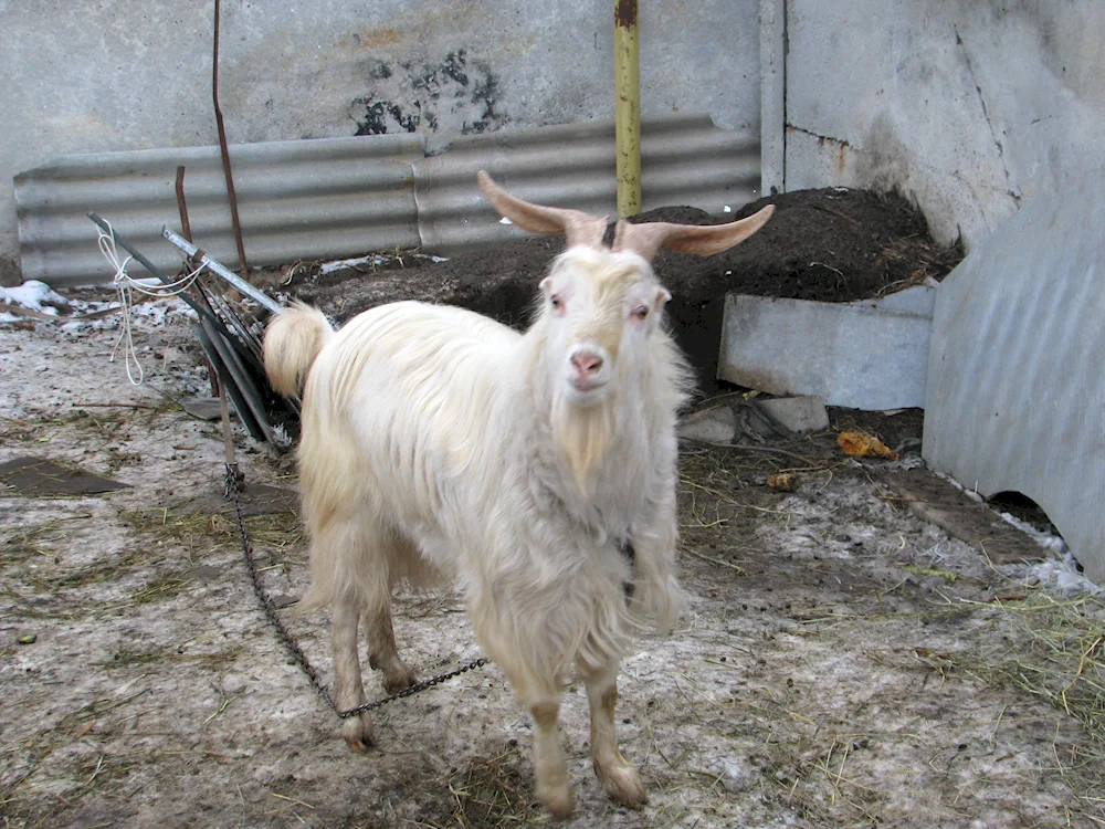 goats mancha