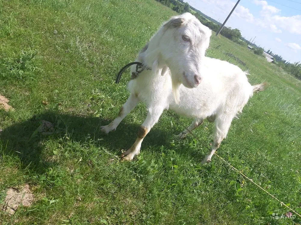 Lamancha goats